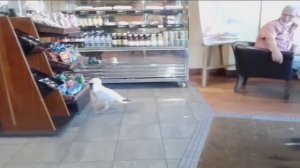 Shoplifting Seagull