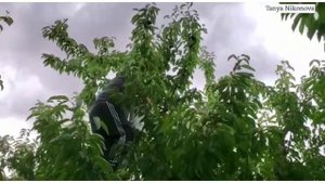 Собираем ЧЕРЕШНЮ В ОГРОМНОМ ЧЕРЕШНИЕВОМ САДУ.