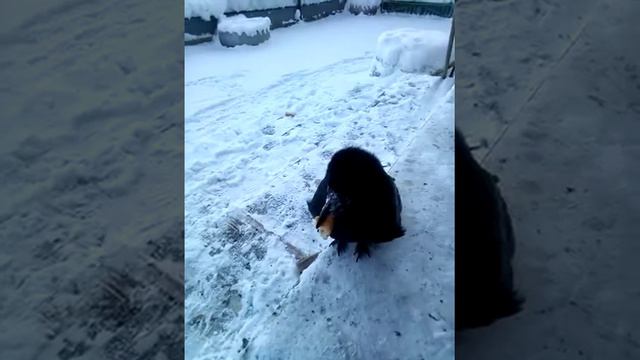 Ворон смотреть онлайн