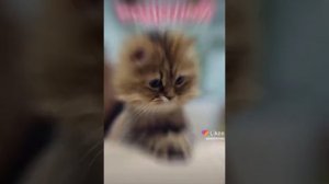 найди свой Знак Зодиака