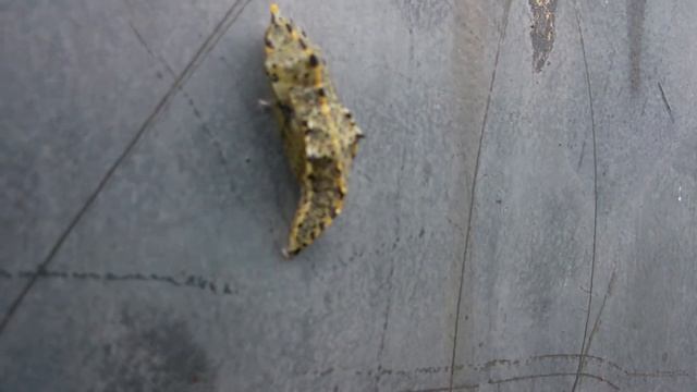 Гусеница и куколка бабочки капустницы реагирует на прикосновения. смотреть онлайн