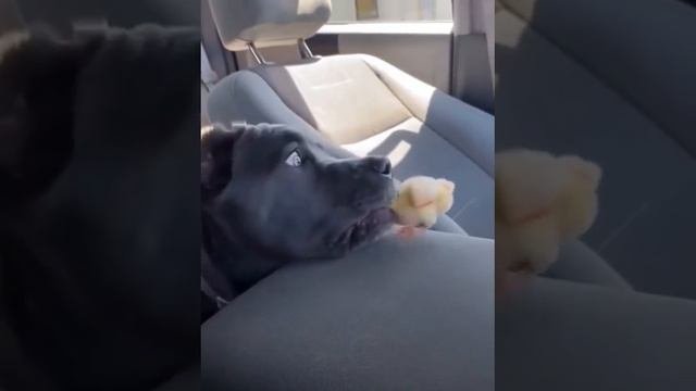 Смешные видео ??????????