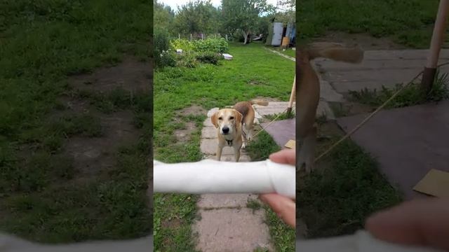 Баяну 11 месяцев. Подарки.)) смотреть онлайн