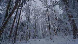 Walking in a Snow Forest №3 - Winter Forest Scenery 4K - Squak Mountain Fireplace Trail, WA - 2 HRS
