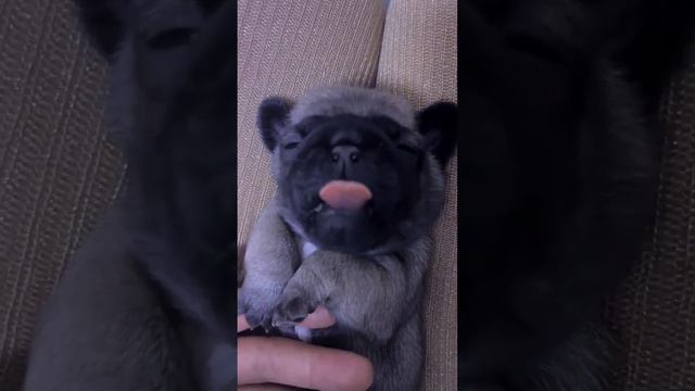 Hilarious Cute Puppy 😘#adorabledogs #bulldogpuppies #dog #shortvideos #fyp #viral #cutepets #lovely