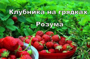 Клубника на грядках Розума