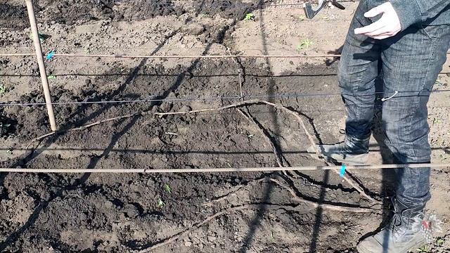 Момент ИСТИНЫ Настал!!! Открываем ВИНОГРАД! смотреть онлайн