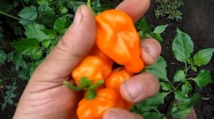 Habanero Naranja Picante - Разновидность перца хабанеро