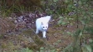 Чудовище Ладожского озера.