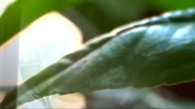 test Sony HDR-CX150E. Лимоны в цвету смотреть онлайн