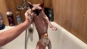 ГовоРЯЩий СфиНКС купАЕТСя и РУГаетСЯ