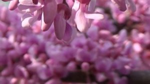 стихотворение ,,любимой,,