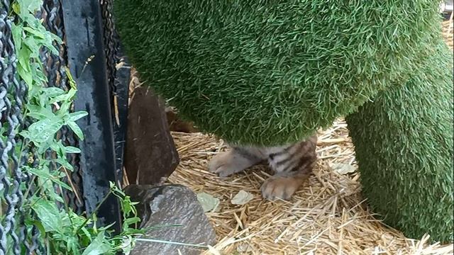 Парк Тайган. Крым смотреть онлайн