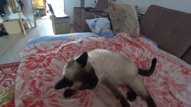 Пытаюсь раздраконить котика. смотреть онлайн