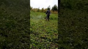 Косим ботву картофеля.