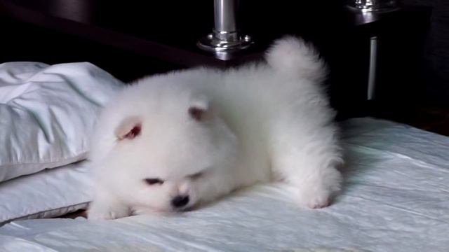 Tifa Pomeranian plays with a bear / Померанский шпиц Медвежонок