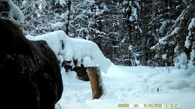 Лоси на солонце. смотреть онлайн