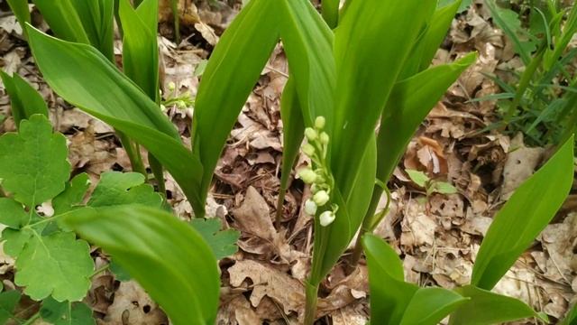 ЛАНДЫШИ ЛЕСНЫЕ! смотреть онлайн