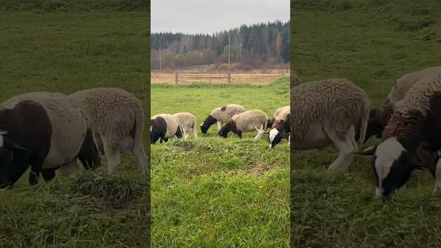 Бараны прыжок через канаву