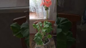 Пеларгония Черный бархат. Что делать с этой дылдой?