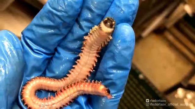 Российский рыбак выловил «улыбающегося» червя смотреть онлайн