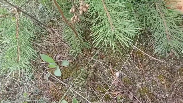 МОРЕ МАСЛЯТ!!!ТАКИХ ГРИБОВ Я ЕЩЁ НЕ ВИДЕЛ!!!ГРИБНОЙ СЕЗОН ОТКРЫТ!!! смотреть онлайн