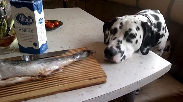 Хозяин дай рыбки. смотреть онлайн