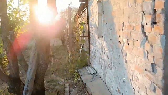 Ранние осенние заморозки, что наделали?
