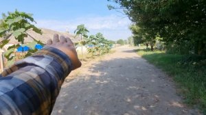 Спрашиваете, как и для чего выращивать Павловнию? Отвечаю...