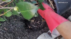 How to Transplant Camellia Japonica from Pot to Ground | Herme Pink | Camellia Planting Tips (地栽山茶花