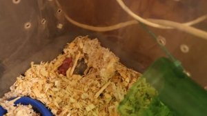 ХОМЯК РОЖАЕТ / РОЖДЕНИЕ ХОМЯКОВ КЭМПБЕЛЛА