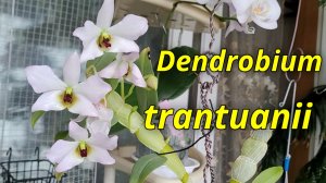 Dendrobium trantuanii Описание и уход.