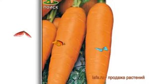 Морковь обыкновенный Лосиноостровская 13 ? обзор: как сажать, семена моркови Лосиноостровская 13