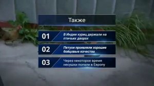 Бентамки характеристика породы