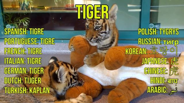 BIG CATS for Children - Tiger, Lion, Jaguar, Leopard, Cheetah, Puma - Learn Big Cats of the World