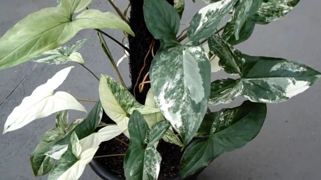 Syngonium Variegata - Albo-variegatum