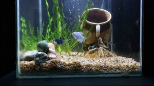 Аквариум 18 литров.  Барбусы. Золотые рыбки. Тернеция ГЛО. Валлиснерия.