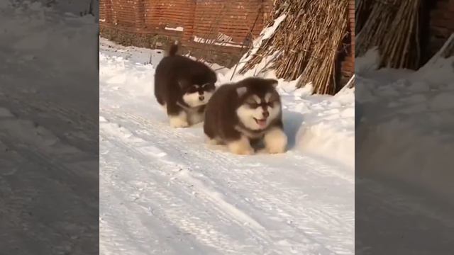 Love you 😽 dog 🐶 смотреть онлайн