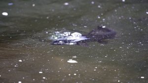 The GREATEST Thing That Can Happen While Fly Fishing!