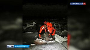 На реке Уфе под лед провалилась собака: потребовалась помощь спасателей