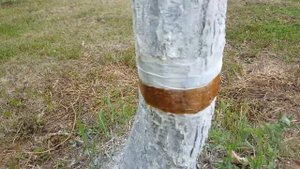 Борьба с муравьями. Защитный пояс из липкой ленты из мух.