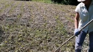 Сенокос. Собираем сено мотоблоком и самодельными граблями