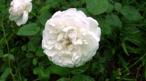 Белые розы. Дачные картинки. Уникальный проект.