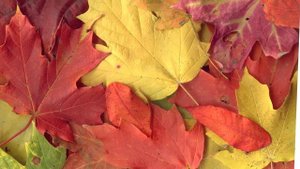 Современные песни для детей Autumn leaves Осенние листья