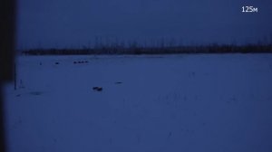 Охота. Дуплет по кабанам + бонус по вредителям