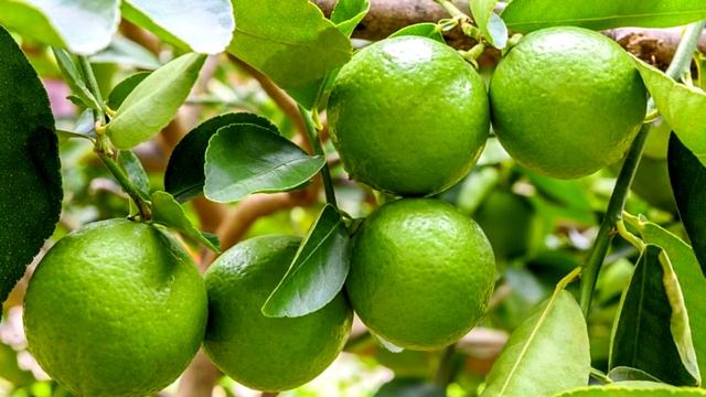 Состав лайма - Полезные свойства лайма смотреть онлайн