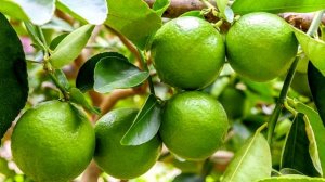 Состав лайма - Полезные свойства лайма