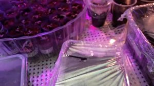 МИМУЛЮС.ВЫРАЩИВАНИЕ.ОТ ПОСЕВА ДО ВСХОДОВ.(С 1  ДО 4 ДЕНЬ)