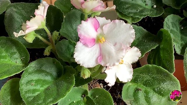 PLATYCODON 🌺🍃🌼 - ( Una Planta 🪴 hermosa y muy florecida 😍😍 ) + 💖 Hermosas Plantas en Flor 🌸 смотреть онлайн