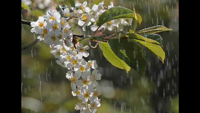 Черёмуха ("Черёмуха душистая с весною расцвела"), Есенин С. смотреть онлайн